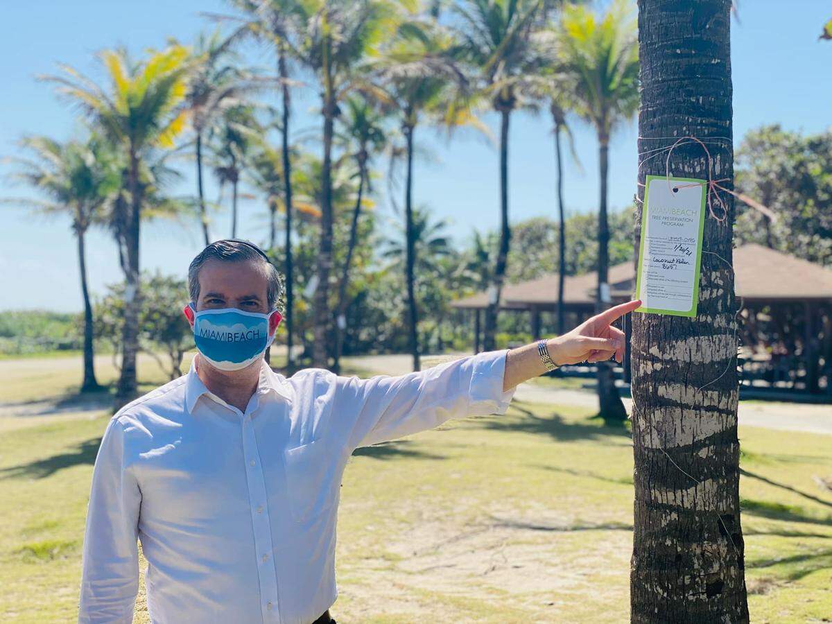 Miami Beach Commissioner Steven Meiner stands in North Beach Oceanside Park near a palm tree marked for removal under a plan by the city to reduce the number of palms in the city in favor of shade trees.