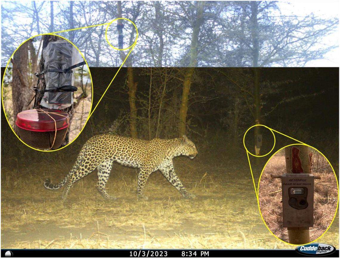 Camera traps and recording devices placed around a national park in Tanzania hoped to capture the roars of leopards.