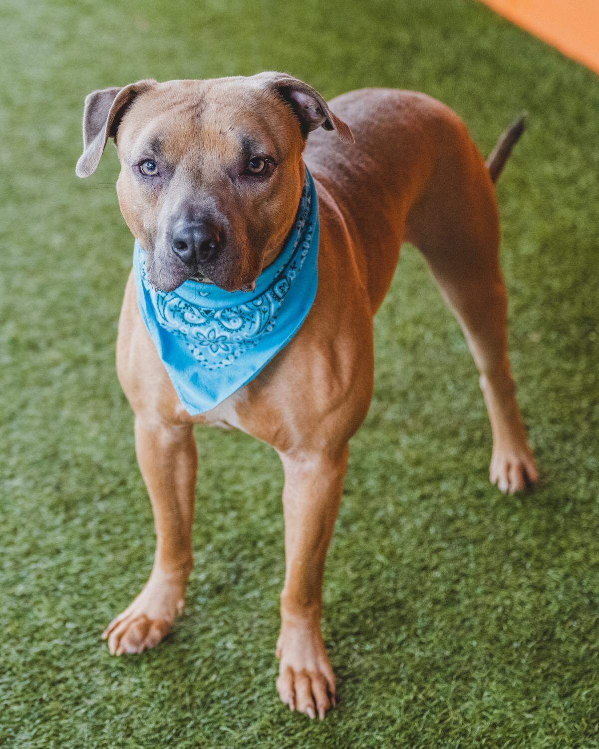 “With his adorable overbite, Koby #A2424532 is a 2-year-old terrier mix who is sure to steal your heart. Although he’s really shy at first, he opens up fairly quickly and is a very sweet boy. Koby participates in playgroups, but prefers human company. He loves going on long walks and exploring new places. If you’re looking for a loyal and loving companion who will be your best friend. Come meet Koby and give him the love and attention he deserves!”