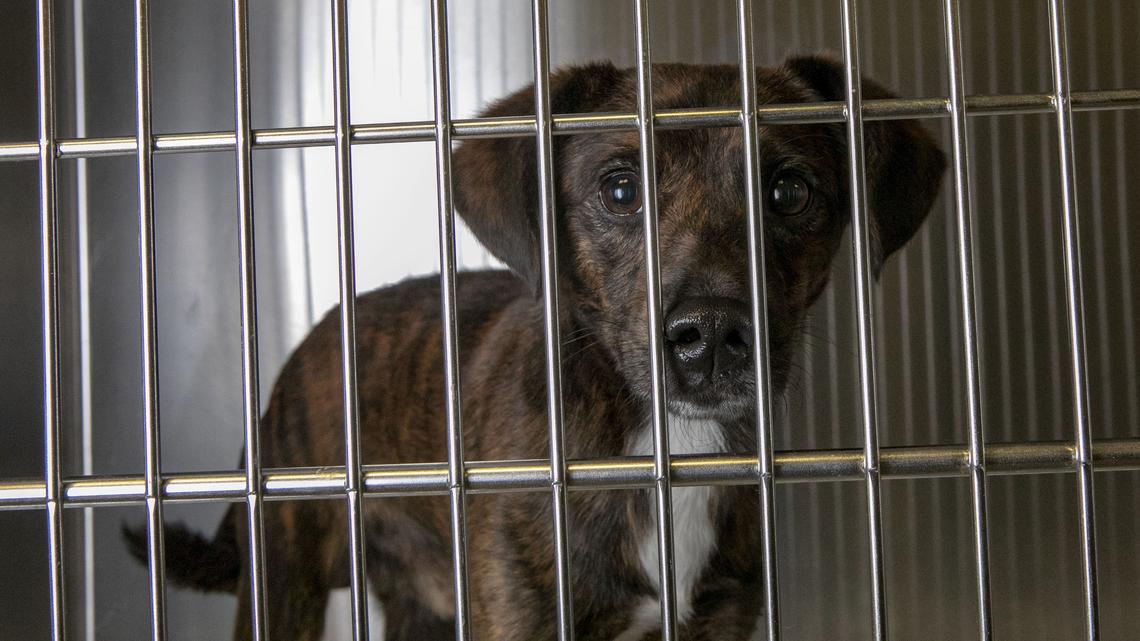 Jacob, a 2-year-old male terrier mix, was found as a stray and is available for adoption.