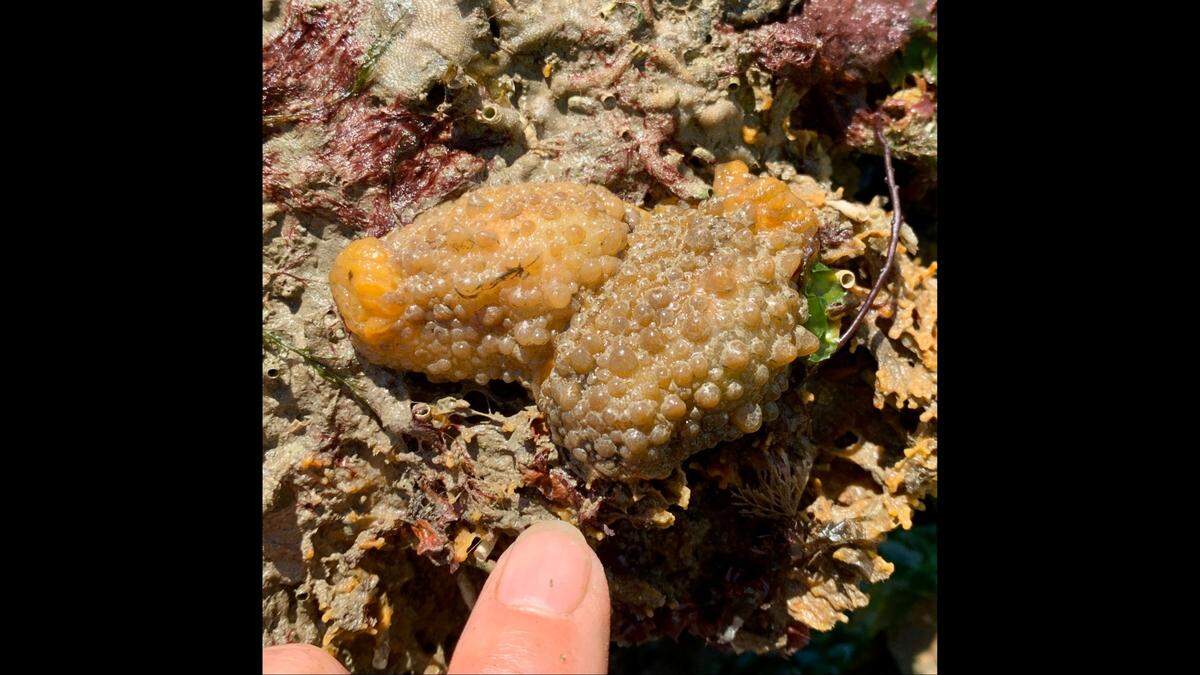 The creature is named for the warts covering its body, experts said.