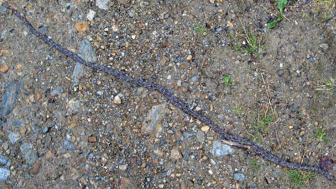 Researchers identified a new species of gnat in Alaska that makes movement masses resembling a snake, according to a new study.