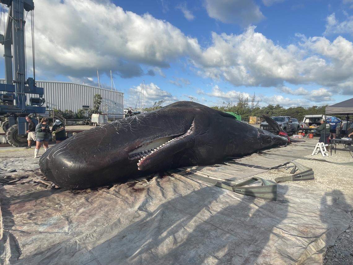 The body of a 47-foot male sperm whale lies on the dock of Robbie’s Marina in Stock Island Wednesday, May 11, 2022. The mammal was found beached near Mud Key, about 15 miles northeast of Key West, the day before.