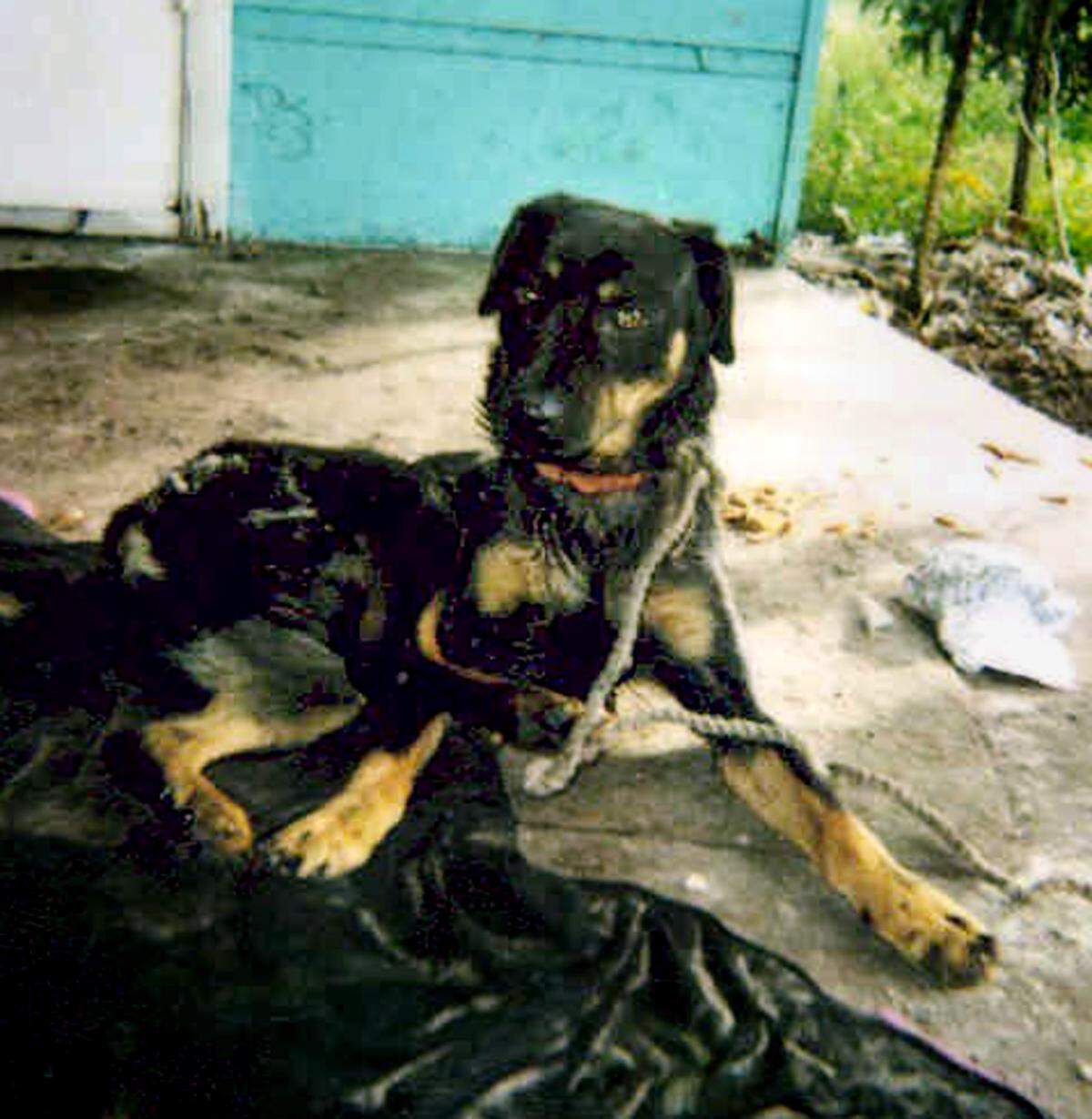 A 2002 file photo of a Rottweiler mix puppy that was left abandoned and tethered before it was adopted.
