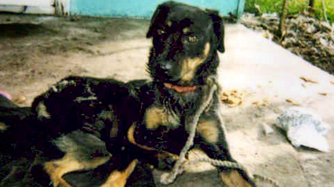 A 2002 file photo of a Rottweiler mix puppy that was left abandoned and tethered before it was adopted.
