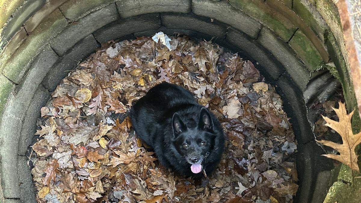 Dog got stuck in storm drain, but “didn’t appear to be concerned,” New Hampshire police said.