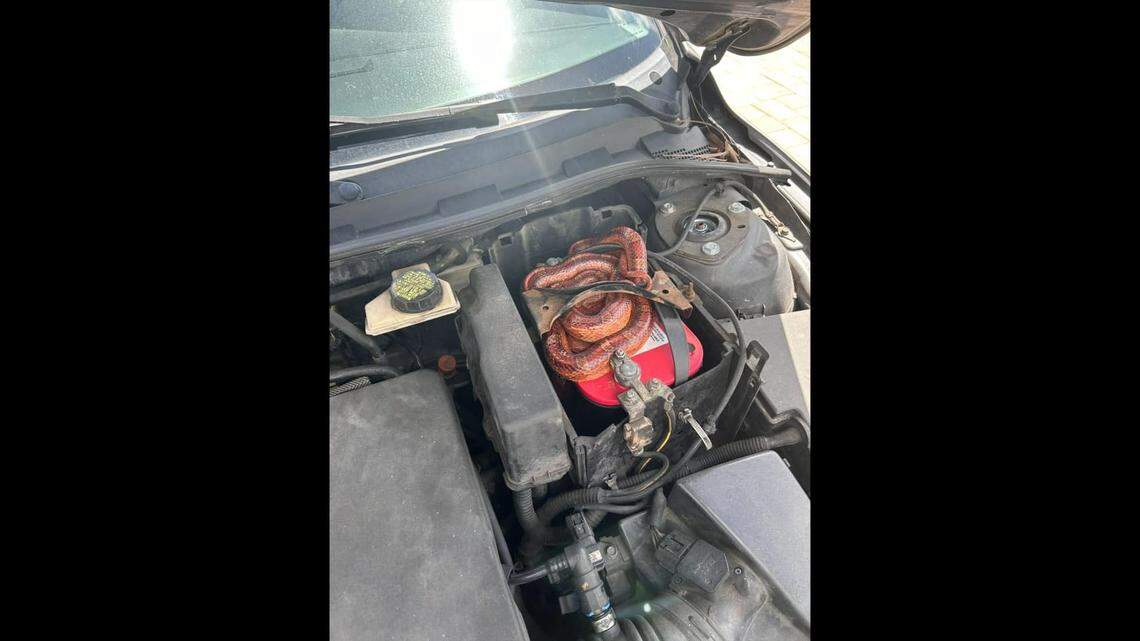 The deputy let the agitated snake bite his gloved hand to get a grip on it.