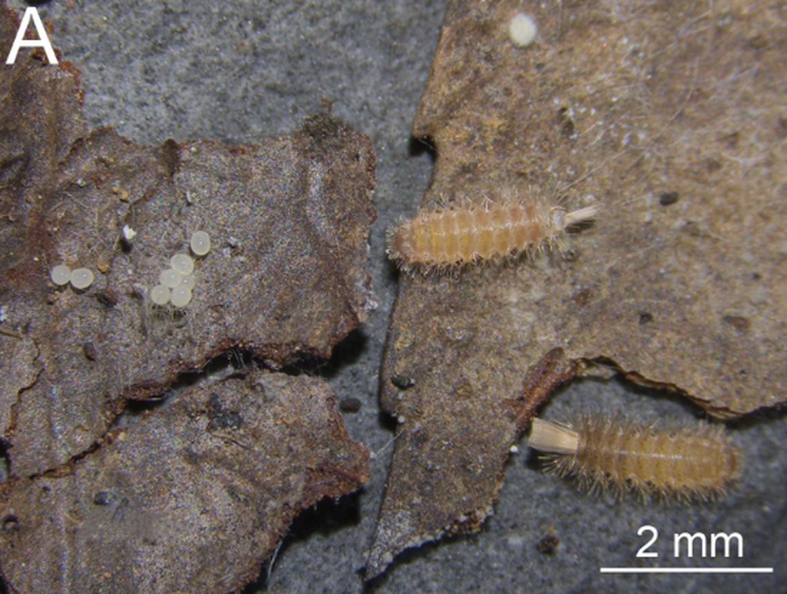 The millipedes were kept in a lab setting so researchers could study their development.