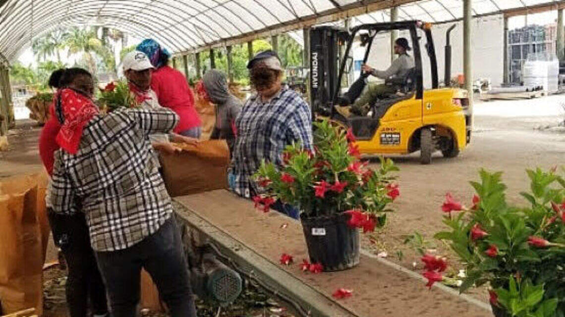 ‘I really thought I was going to die.’ Plant nursery workers sick with COVID-19 report dangerous conditions at work