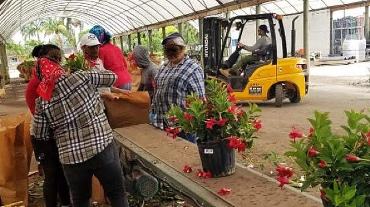A photo from mid-June taken by a worker with a cellphone shows little social distancing at a Miami-Dade nursery.