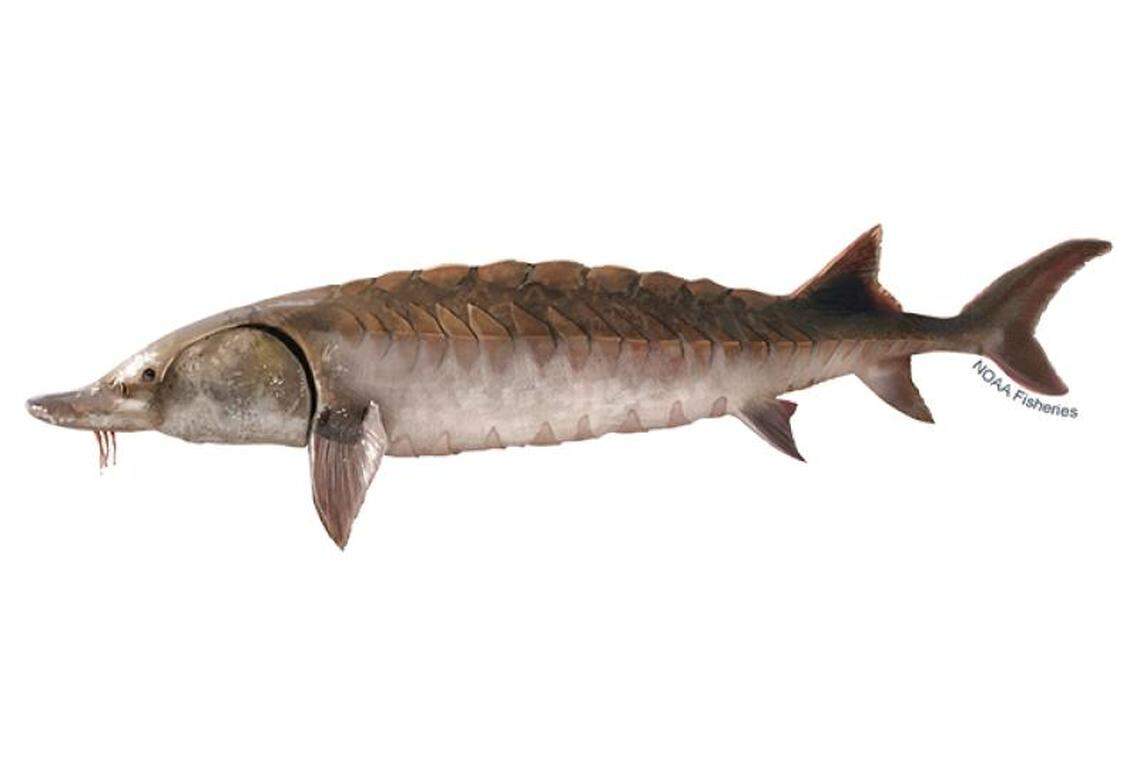 Gulf sturgeon can reach 8 feet in length and 200 pounds.