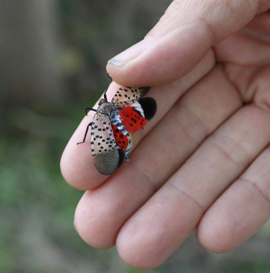 Brian Eshenaur, Invasive Species Specialist with Cornell's Integrated Pest Management Program, shows the unique coloration on a spotted lanternflies that has been found in Rochester, Monday, Sept. 30, 2024.