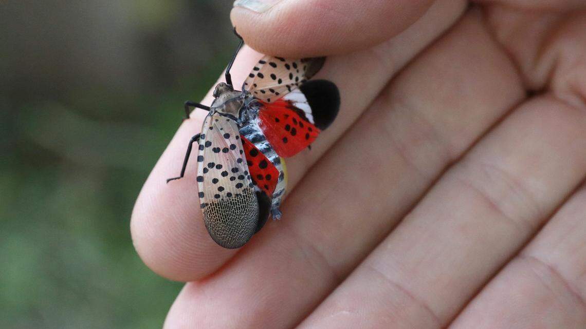 Brian Eshenaur, Invasive Species Specialist with Cornell's Integrated Pest Management Program, shows the unique coloration on a spotted lanternflies that has been found in Rochester, Monday, Sept. 30, 2024.