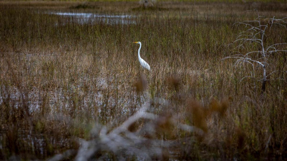 An egret hunts for food in the Florida Everglades on Feb. 24, 2023.