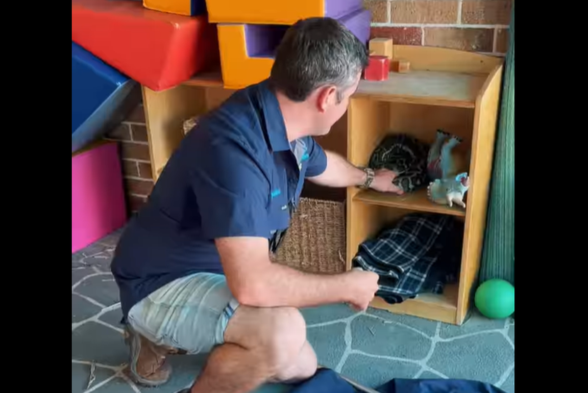Carpet pythons are not venomous, the catchers said, but tend to find their way into homes around Australia.