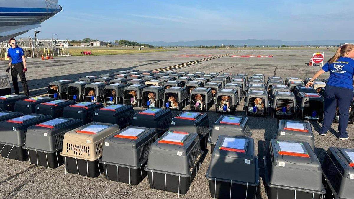 It took 60 days to remove 3,776 beagles from the Envigo Virginia facility to shelters and animal-rescue organizations across the country.