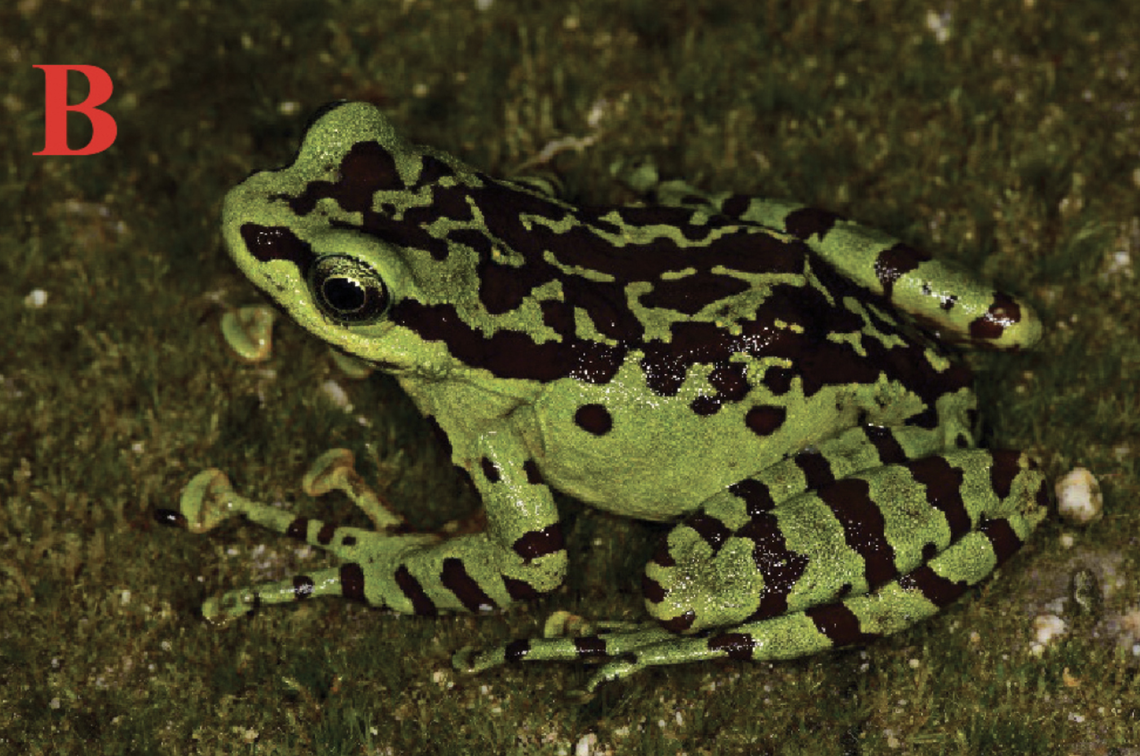 The frogs are a “vivid” green color with black splotches.