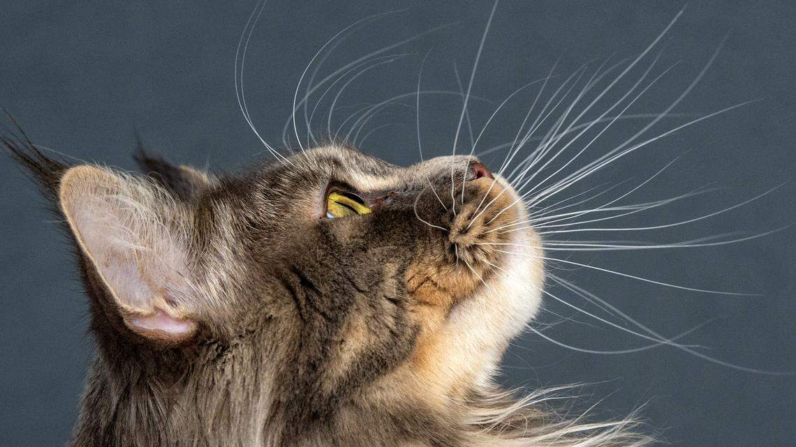 Cats may be banned in Omaui, a New Zealand village, as the government considers a plan to force owners to neuter and register their pet felines — and never get a new one. Officials say the cats kill local wildlife.