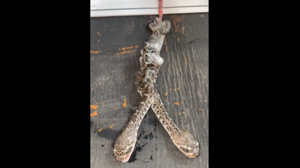 A venomous western diamondback rattlesnake gave birth to a two-headed snake at a snake sanctuary in South Africa, the site reports.