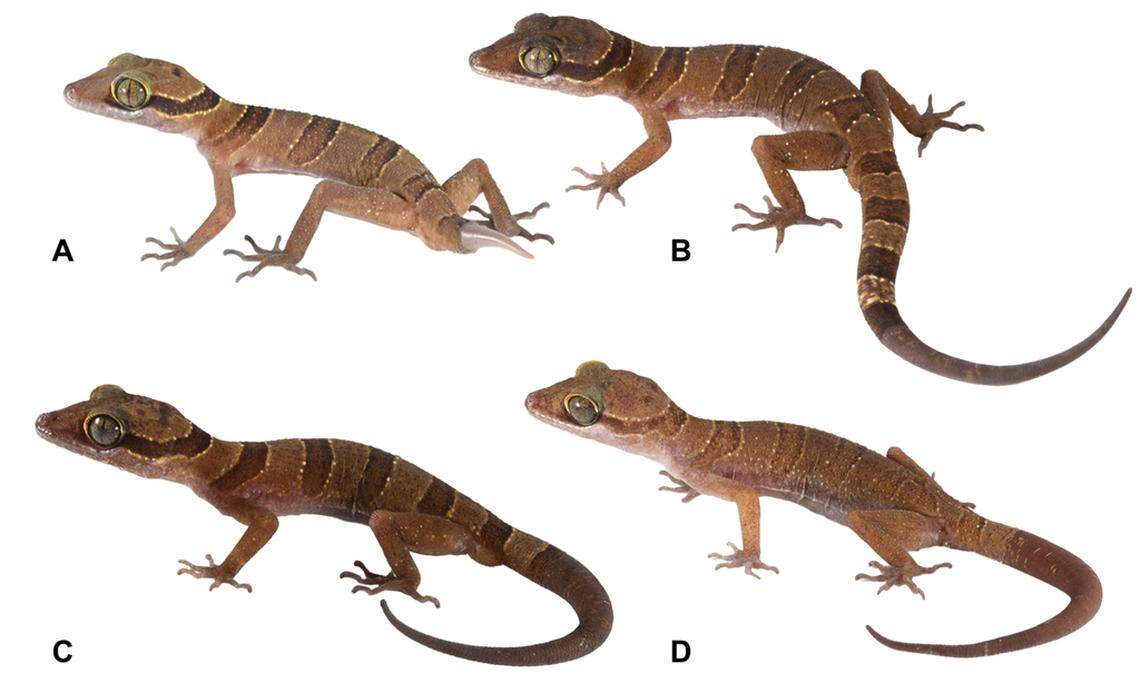 new species khlong hat bent-toed gecko thailand