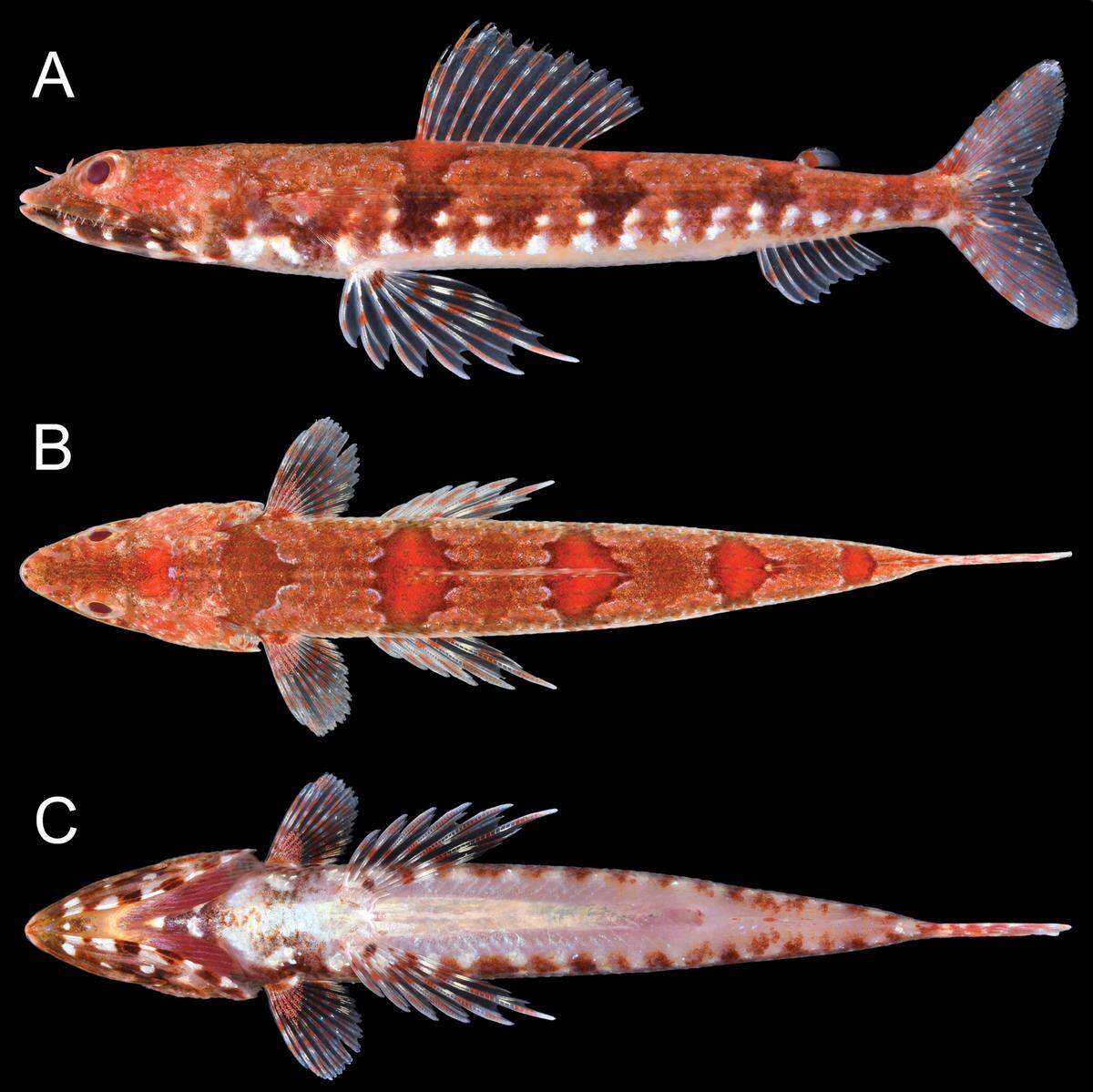 The lizarfish uses its sharp, needle-like teeth to catch prey.