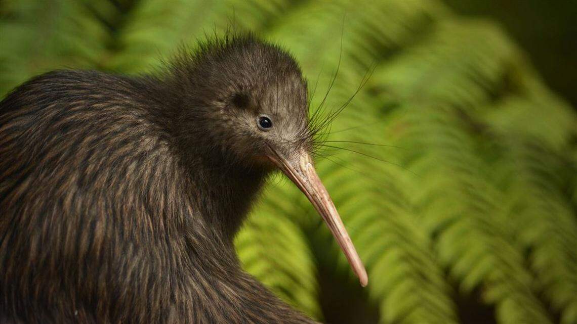 Brown kiwi sightings are more likely as their population numbers increase, wildlife officials said.