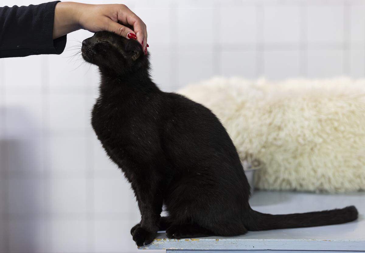 Stalker, who is up for adoption, reacts to being pet at Abandoned Pet Rescue on Wednesday, April 1, 2026, in Fort Lauderdale, Fla. The shelter is one of the largest no-kill animal shelters in South Florida and is now celebrating its 30th anniversary.