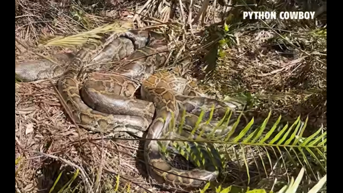 El cazador Mike Kimmel, conocido como Python Cowboy, informó que él junto con su hija encontró con lo que parecían dos “bolas de apareamiento”, en los Everglades.