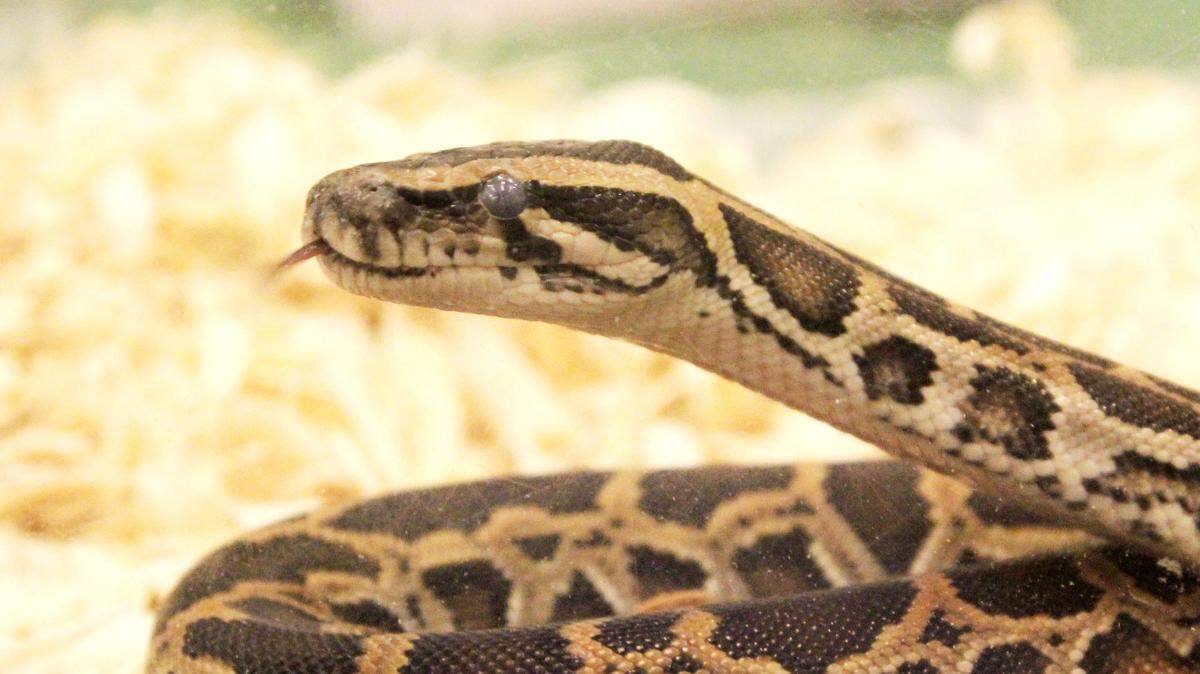 Python/File