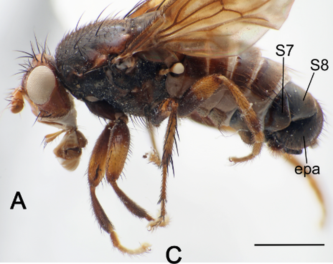 Pleuroseta ingens were named for their large genitalia, researchers said.