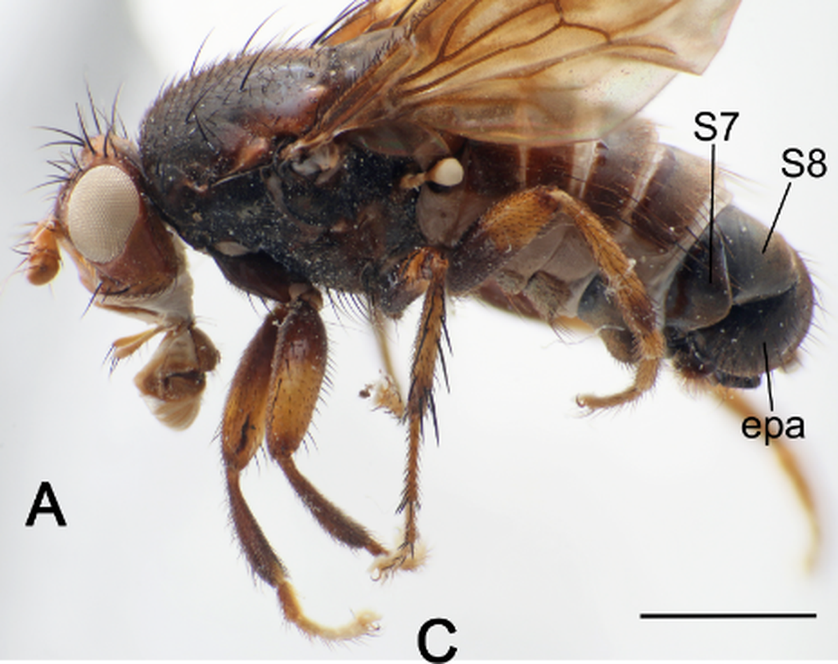 Pleuroseta ingens were named for their large genitalia, researchers said.