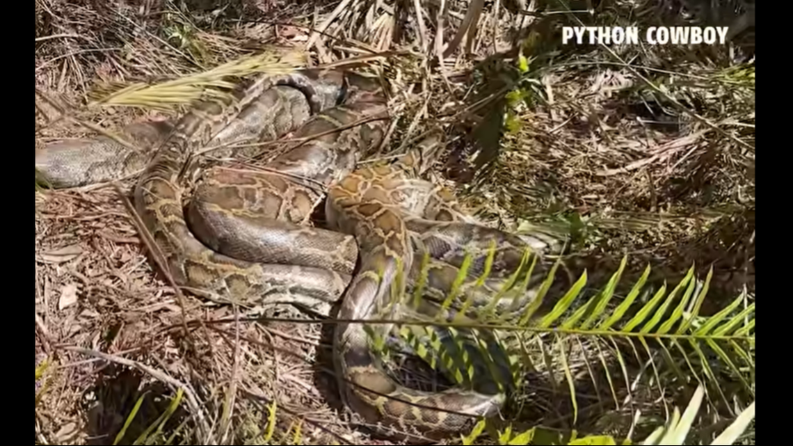 Closer inspection revealed no females were in the suspected mating balls, video shows.