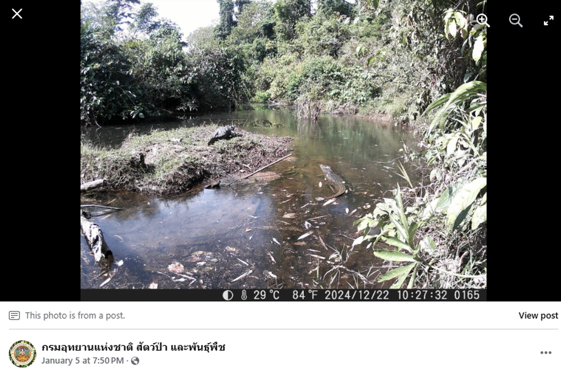Later in the month, two crocodiles appeared on the trail cameras.