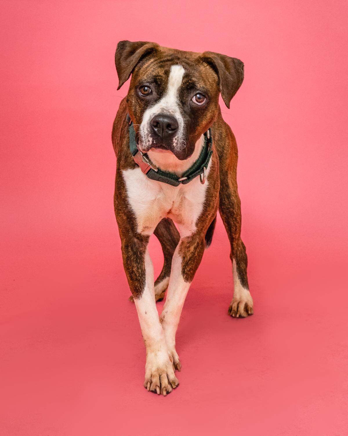 “Amber #A2393758 is a 4-year-old playful, affectionate and adorable, good girl.&nbsp; This medium-sized beauty thinks she’s a lap dog and loves being near her humans! Please give this quirky girl a home.”