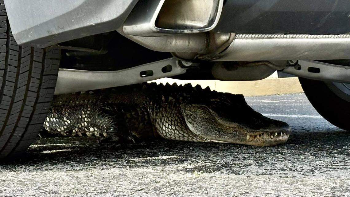 A North Carolina bank drive-thru turned into an unexpected alligator rescue scene.