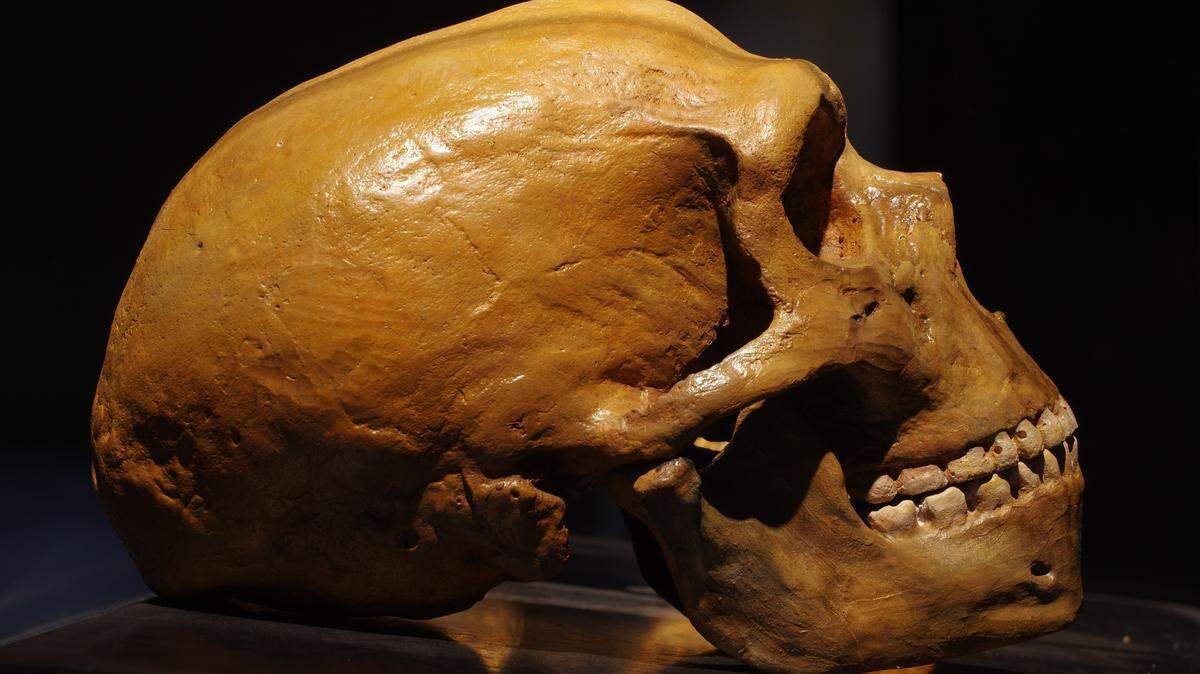 Neanderthals, an ancient human relative, likely had sexual relationships with homo sapiens during multiple periods of time as humans migrated out of Africa, a new study says.