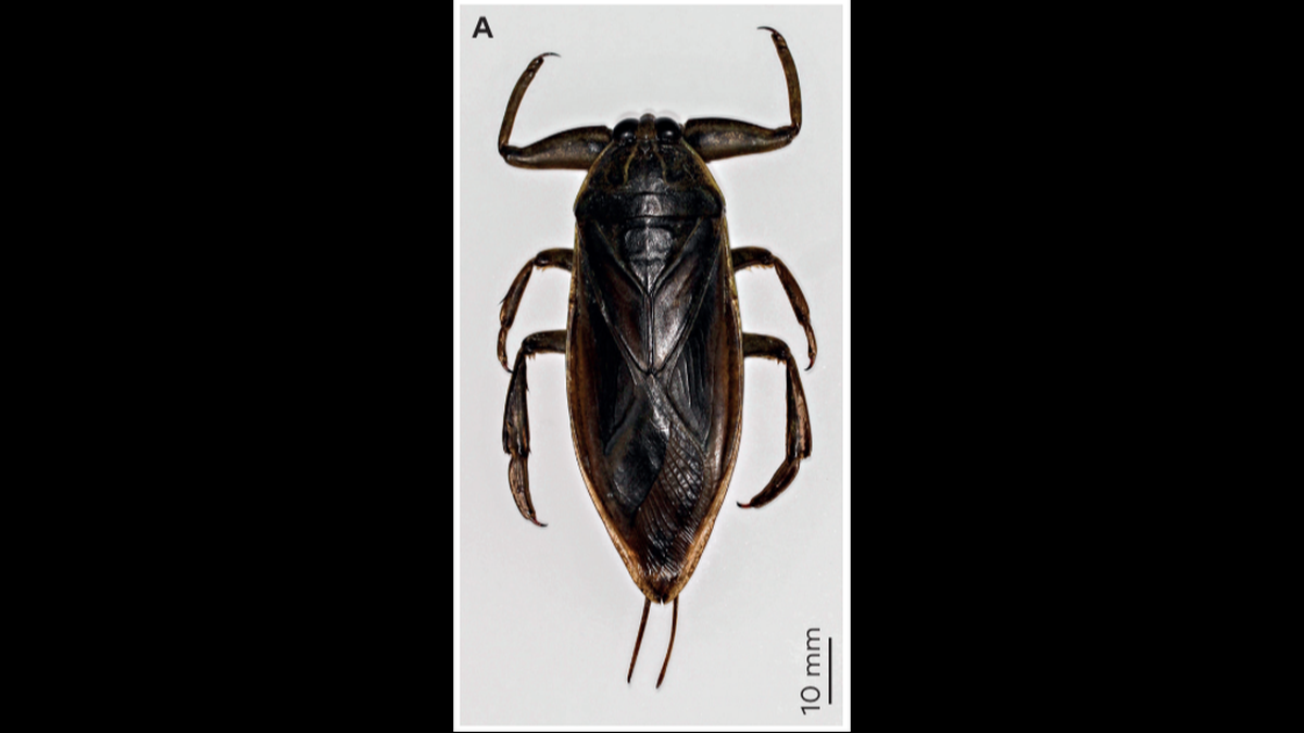 The bugs have not yet made a permanent home on the island, but it is a possibility, the study researchers said.