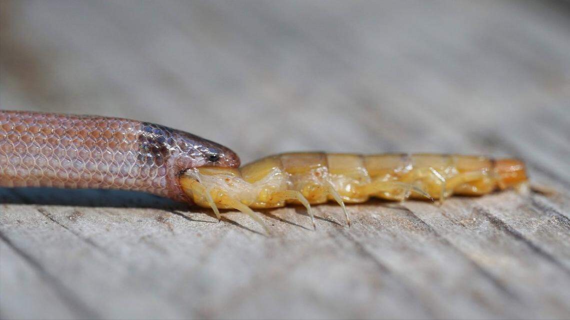 A rare snake found at John Pennekamp Coral Reef State Park in Key Largo was killed while trying to eat a large centipede, according to the Florida Fish and Wildlife Conservation Commission/Drew M. Martin, Park Ranger, Florida Department of Environmental Protection, John Pennekamp Coral Reef State Park & Dagny John Key Largo Hammock Botanical State Park