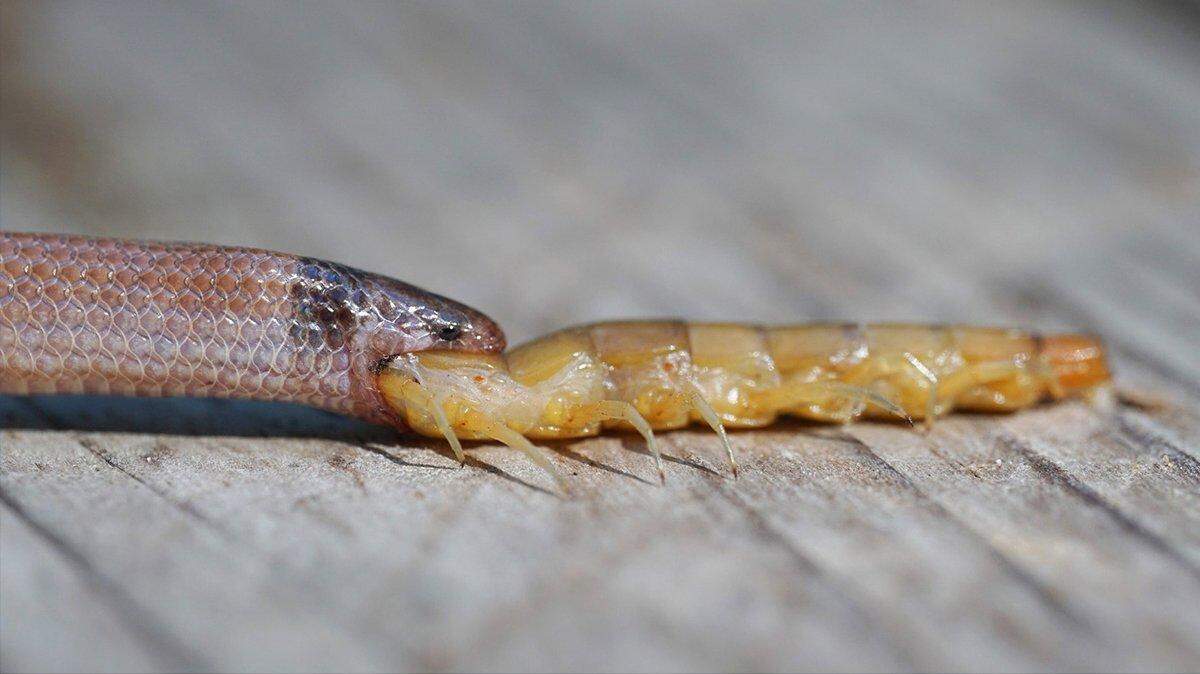 A rare snake found at John Pennekamp Coral Reef State Park in Key Largo was killed while trying to eat a large centipede, according to the Florida Fish and Wildlife Conservation Commission/Drew M. Martin, Park Ranger, Florida Department of Environmental Protection, John Pennekamp Coral Reef State Park & Dagny John Key Largo Hammock Botanical State Park