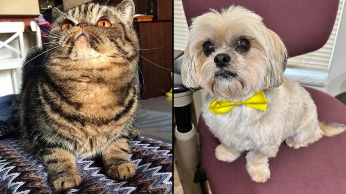 Gato (left) and Valentina (right) were crowned winners of the Miami Herald’s Cutest Pet Contest. Gato, an exotic shorthair, lives with his family, Luciana and Eric Marshall in Miami Beach. Valentina, a shih tzu, lives with her family, Luz and Angel Martinez in Cutler Bay.