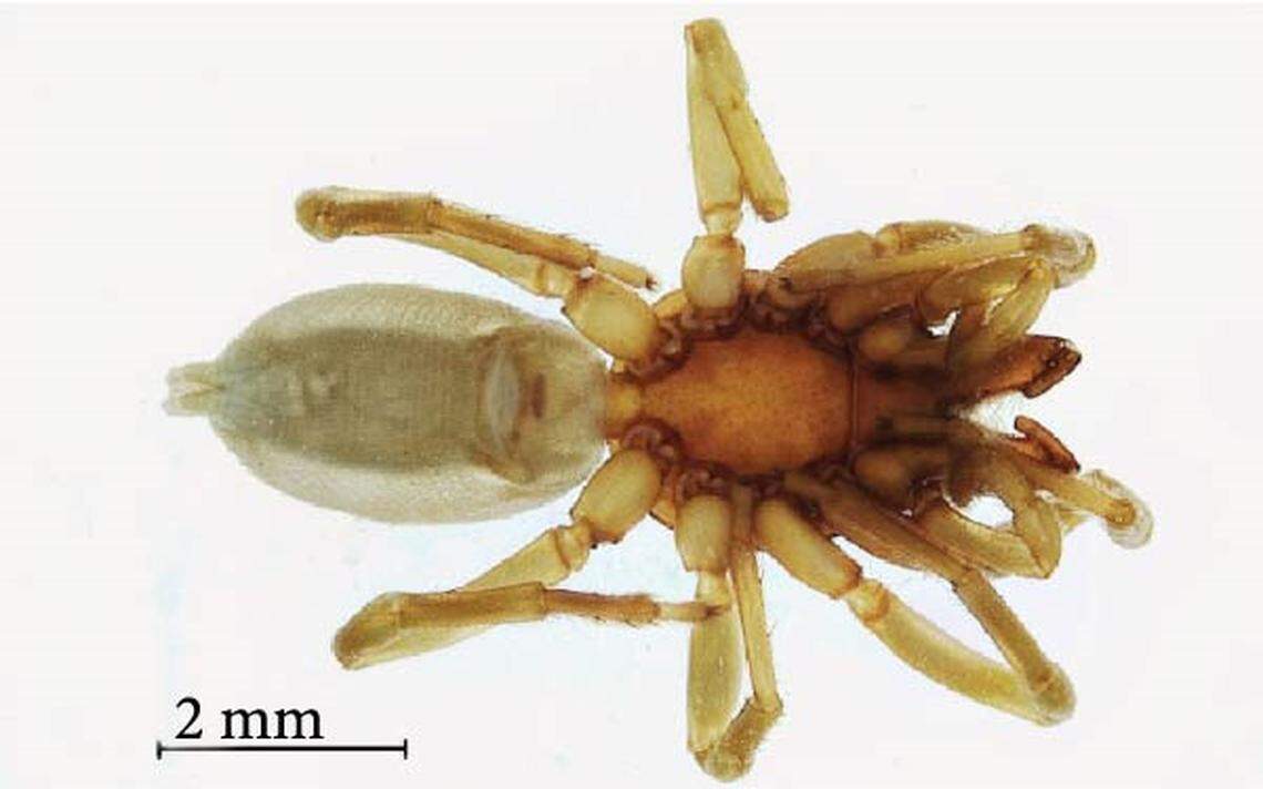 The females refused to mate with males, and their copulatory organs had become smaller.