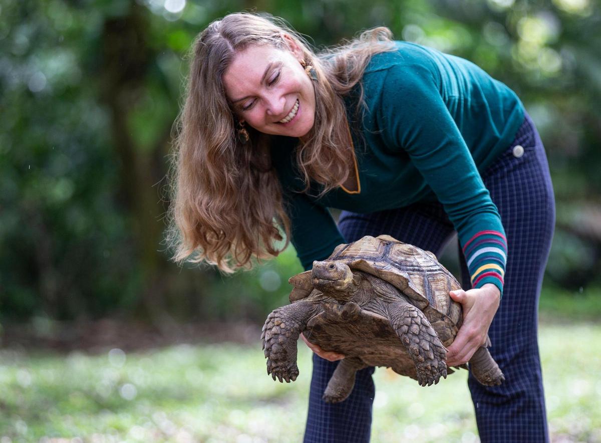 Explorer, a sulcata tortoise owned by Yuliya Linhares, escaped from the family’s backyard recently and was found via Nextdoor messages. He is seen here back home in Pinecrest.