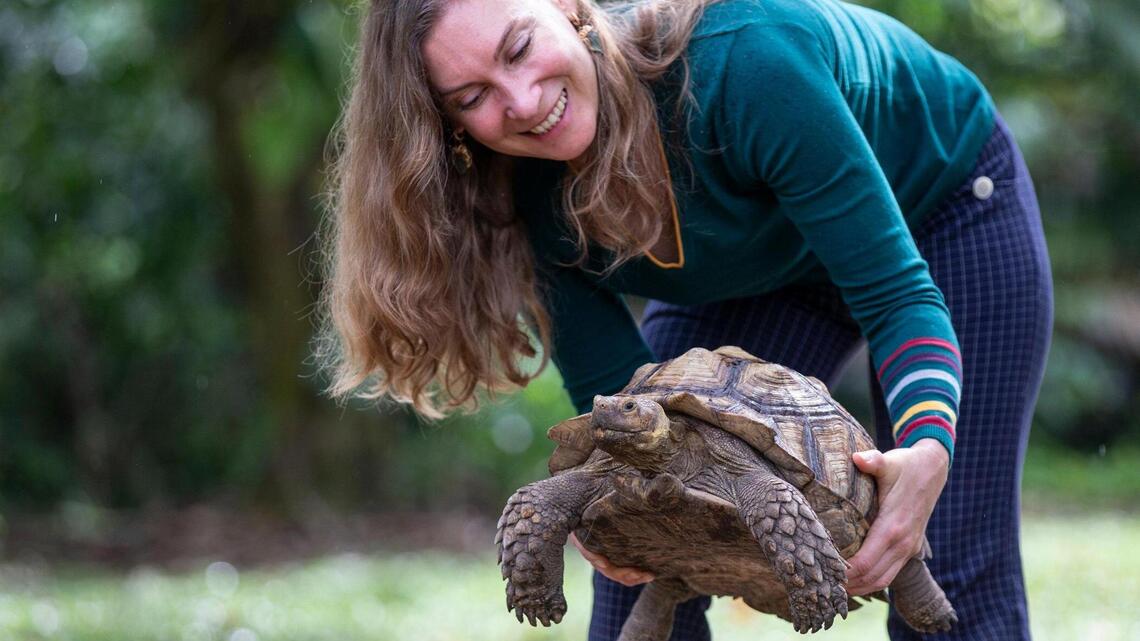 When giant pet tortoises roam Miami suburbs, is love in  the air? Video update: Yes!