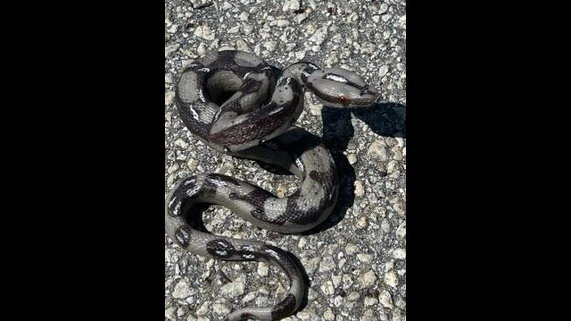 This snake went flying at a Florida deputy during a chase in in Martin County. It turned out to be rubber and the driver was arrested, officials say.