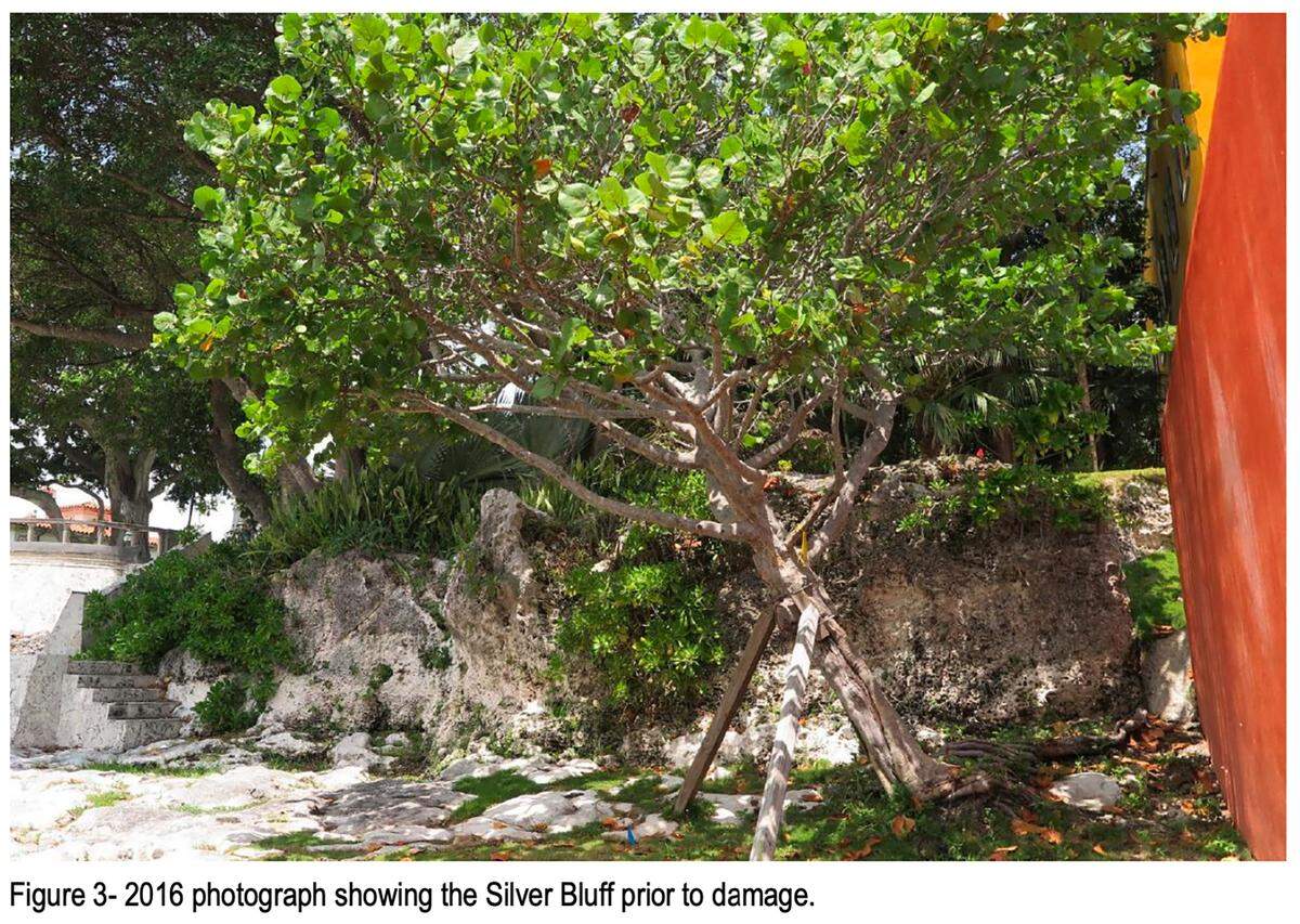 A 2016 photo in a City of Miami report shows an intact portion of Silver Bluff, a protected limestone ridge that runs along the Biscayne Bay shoreline, before its top was sliced off during construction of a new Coconut Grove waterfront mansion.