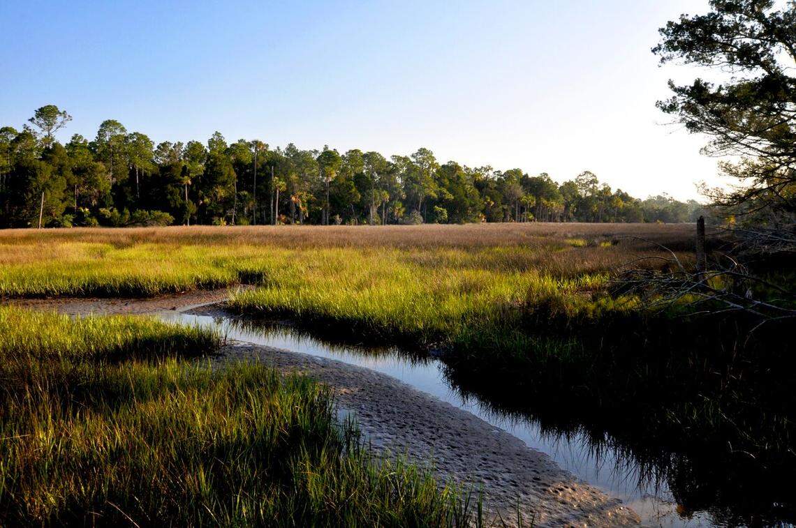 At the Withlacoochee Gulf Preserve, the forests are retreating as the salt marsh migrates inland.