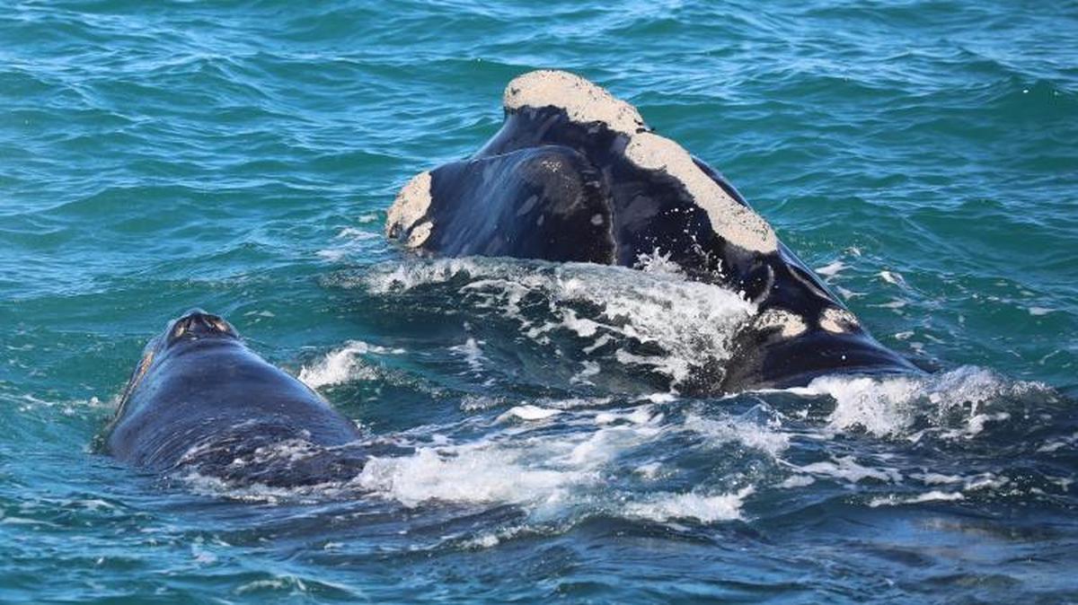A pair of whales, identified by the National Oceanic and Atmospheric Association as “new mother ‘Pilgrim’ and her calf,” moved south to waters off Juno Beach.
