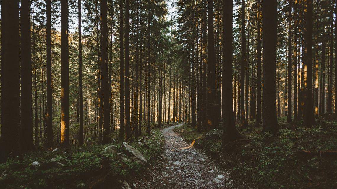Metal detectorist searching for world war artifacts found 3,500-year-old item buried in forest near Krasnystaw, archaeologists said.