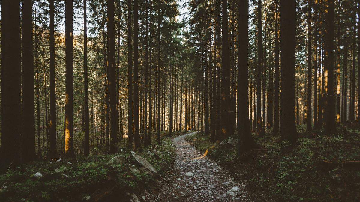 Metal detectorist searching for world war artifacts found 3,500-year-old item buried in forest near Krasnystaw, archaeologists said.