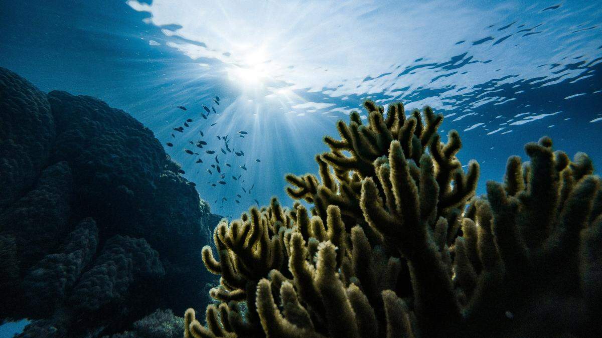 On a remote reef off the coast of Mexico, a new species of predator was discovered.